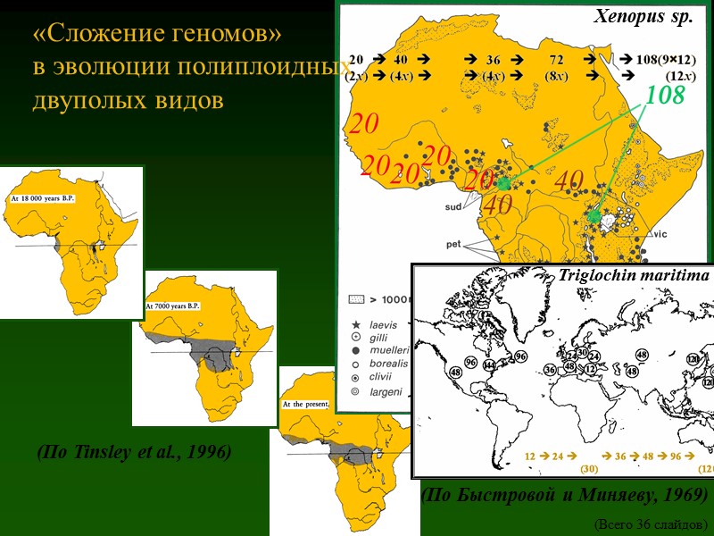 (По Tinsley et al., 1996) «Сложение геномов»  в эволюции полиплоидных двуполых видов (По